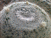 Mammillaria formosa subsp. Microthele superfina